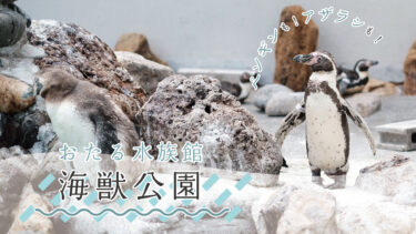 【小樽】海の生き物たちのリアルな姿を！家族でおたる水族館・海獣公園へ