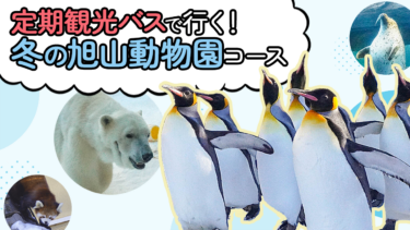 【定期観光】札幌から日帰りで直行！冬の「旭川市旭山動物園」を大満喫♪